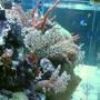 reef tank (mostly live coral and fish) - My reef