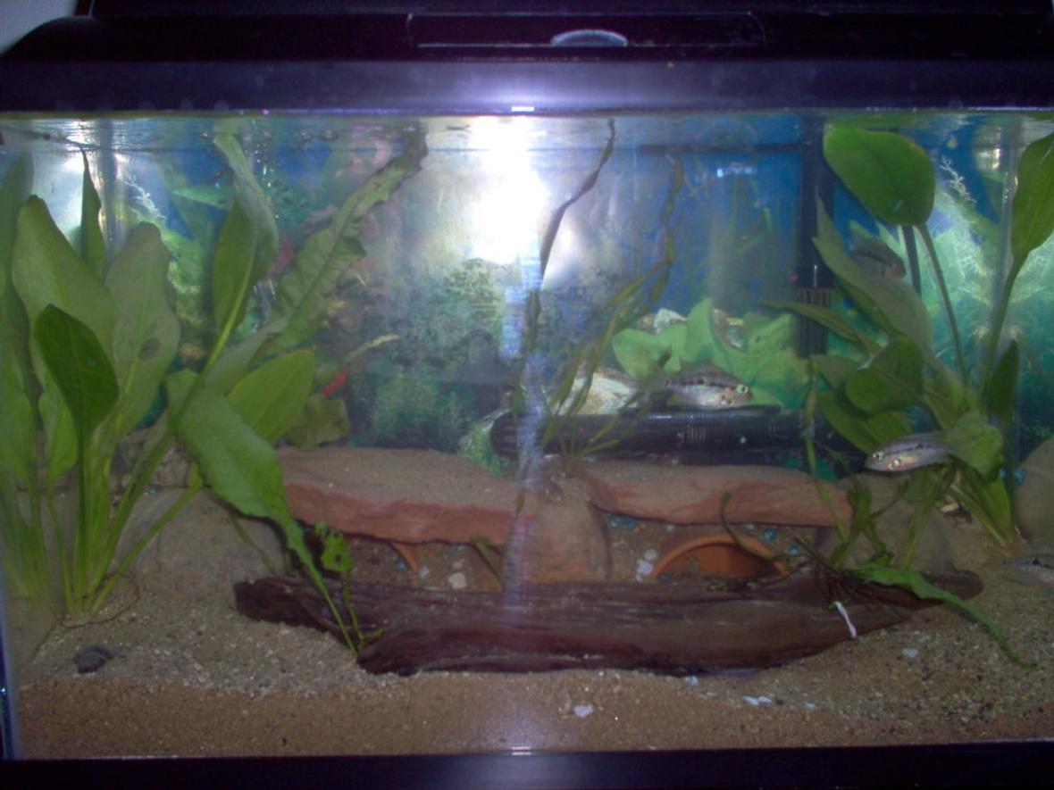 freshwater fish tank (mostly fish and non-living decorations)