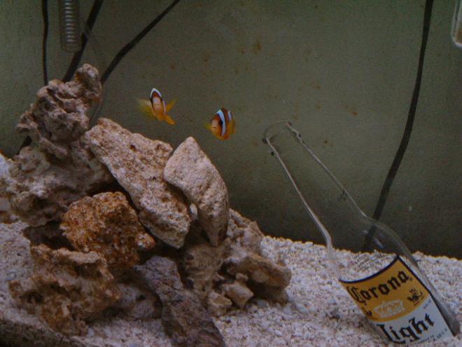 saltwater fish tank (mostly fish, little/no live coral) - I love aquariums, especially salt-water. I have loved them since I was a child. I also sell many aquarium (salt and fresh)  items at discount prices. Email me for more info.