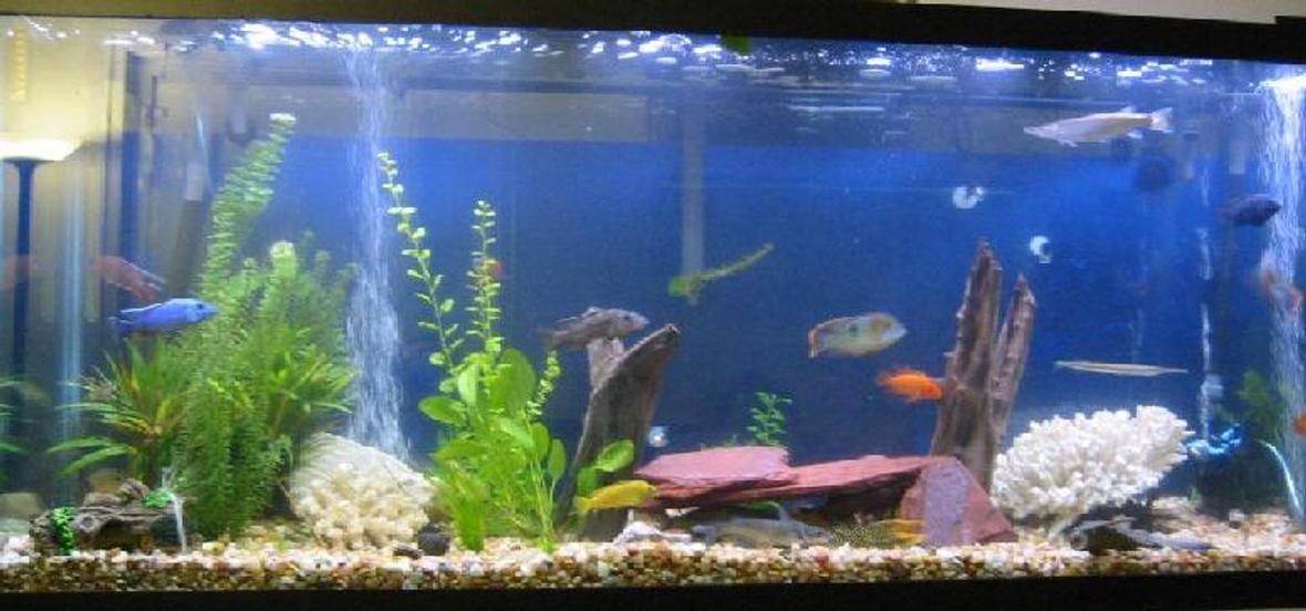 150 gallons freshwater fish tank (mostly fish and non-living decorations) - I have 2 tanks and working on my 3rd. The 1st is a 150 gallon with African cichlids ( among other things) Pictured! The 2nd is a 75 gallon with baby Cichlids The 3rd is going to be a L shaped tank 200 gallons with the front part of the L shape to be rounded. I have never seen a tank like that so if any on has any input on what to do as far as setup or know of a tank let me know.