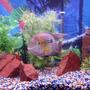 freshwater fish - thorichthys meeki - firemouth cichlid
