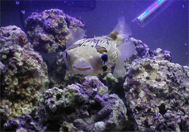 saltwater fish - diodon holocanthus - porcupine puffer - Porcupine Puffer in FOWLR tank.