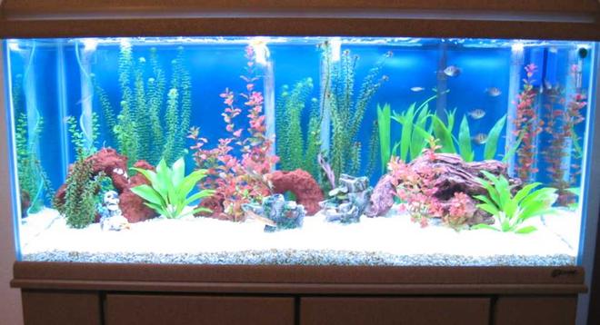 freshwater fish tank (mostly fish and non-living decorations) - 75 gallon tank with 2 clown loachs, one Dwarf gourami, 2 cory cats, one Chinese algea eater, 6 Black Tetras, 5 zebra danios, and 2 mollies.