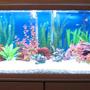 freshwater fish tank (mostly fish and non-living decorations) - 75 gallon tank with 2 clown loachs, one Dwarf gourami, 2 cory cats, one Chinese algea eater, 6 Black Tetras, 5 zebra danios, and 2 mollies.
