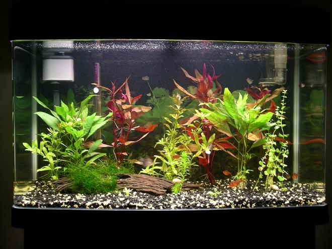 freshwater fish tank (mostly fish and non-living decorations)