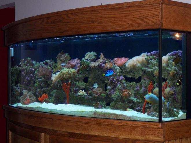 reef tank (mostly live coral and fish) - 150 gallon Bow front tank with Marroon Clowns, Chevron Tang, Hippo Tang, gobies,cleaner shrimp, fire scallop,sponges, frog spawns and many more corals.