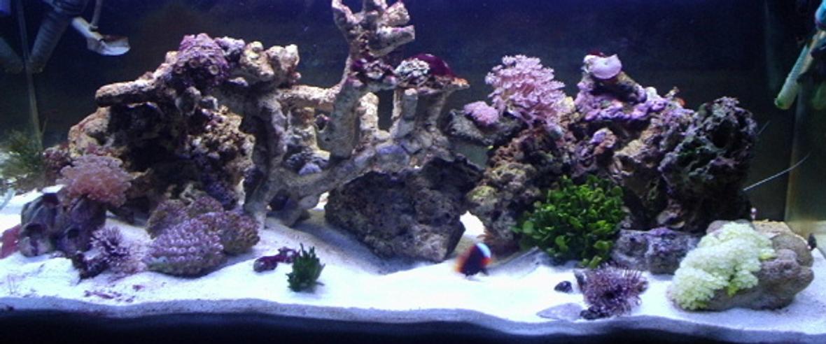 reef tank (mostly live coral and fish) - 40 gallon