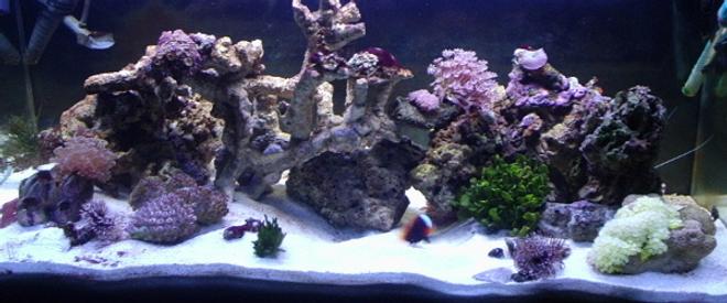 reef tank (mostly live coral and fish) - 40 gallon