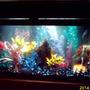 freshwater fish tank (mostly fish and non-living decorations)