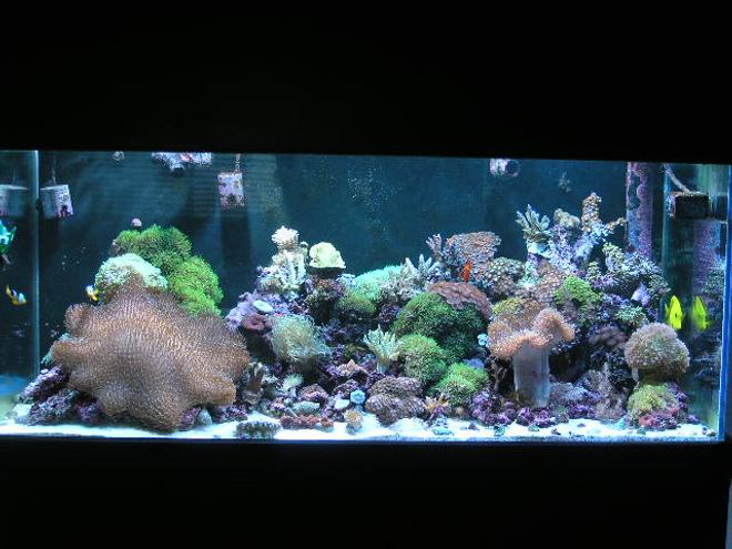 reef tank (mostly live coral and fish) - 90 Gallon Reef Tank
2 X 175W 12K Halides,
2 X 55W Blue Power Compacts,
2 X 55W 50/50 Power Compacts,
2 X 90W Actinic VHO's...