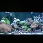 reef tank (mostly live coral and fish) - 90 Gallon Reef Tank 2 X 175W 12K Halides, 2 X 55W Blue Power Compacts, 2 X 55W 50/50 Power Compacts, 2 X 90W Actinic VHO's...