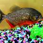 freshwater fish - pygocentrus nattereri - redbellied pirhana - i have 3 tanks one is a 55 gal. commercial tank i have my large pleco and some other tropical fish, I have a 45 gal. high wich houses my parrot fish i am raising. then i have my 30 gal. tank that has my favorite gus my redbelly piranna .