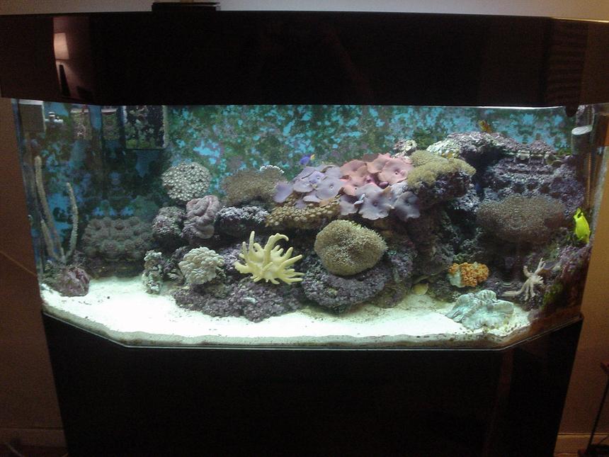 Rated #979: 65 Gallons Reef Tank - 2-year old. 65 gallon reef tank. Soft corals - mushroom corals, leathers, and polyps123.
