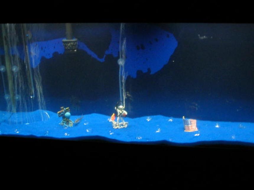 Rated #4311: Freshwater Fish Tank - COMMENTS WELCOME FOR TIPS AND ADVICE AND CRITIQUE' :-)8/5/03this is my 5th day with the 55g tank. So far we have  (2) tiger barbs (2) bala sharks and (1) can't remember shark, and (1) alge eater Will update 
THE SHARK THAT I CAN'T REMEMBER IS ACTUALLY A PICTUS CATFISH. I plan on getting some live plants today and possibly a loach or two... I am looking into BRACE fish for the tank, but not sure it's fully compatible yet.