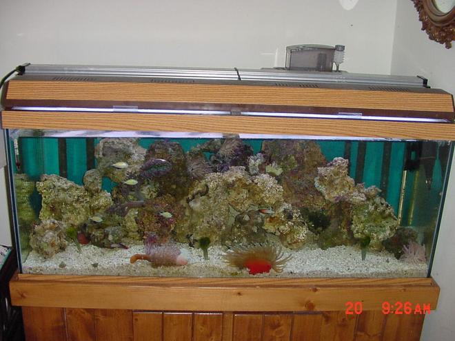 reef tank (mostly live coral and fish)