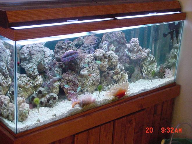 reef tank (mostly live coral and fish)