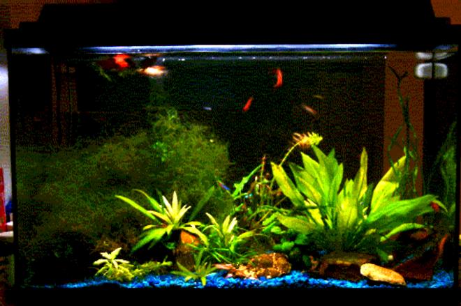 planted tank (mostly live plants and fish) - This isn't the best picture I took, but the available one at the moment.
My 29G tank is on the kitchen counter and becomes the divider between kitchen and the TV/living area so I have no background. 
It's a bit tricky to 'landscape' them as I should be able to see the beauty from both sides.
Most of the plants (Java moss, java fern, amazon swords) have been there for months. I just added anubias nana, dwarf lily (not really shown in the picture) and also cork screws recently.
I hope you like them. Please rate me (above 5 please ;P, otherwise don't rate me :-))