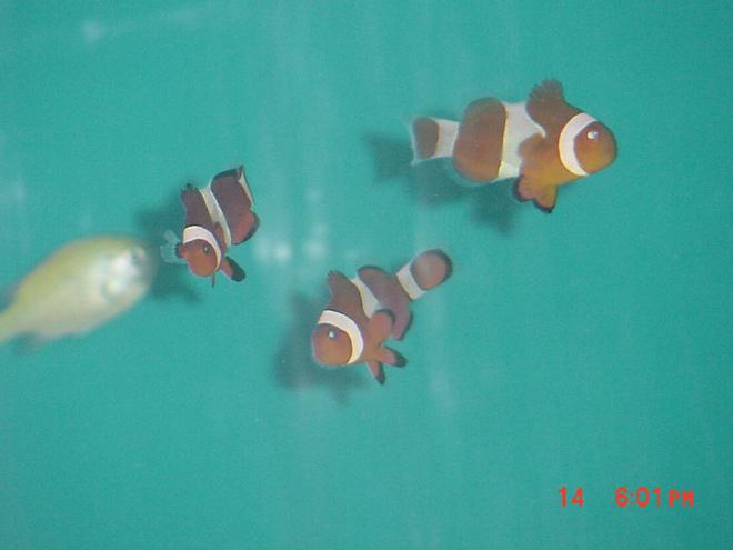 saltwater fish - amphiprion percula - true percula clownfish