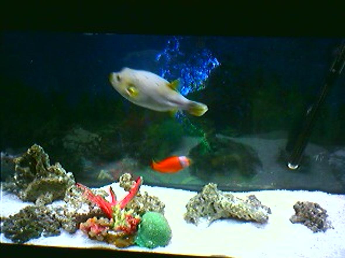 saltwater fish tank (mostly fish, little/no live coral) - 55 Gal Fish only Tank