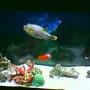 saltwater fish tank (mostly fish, little/no live coral) - 55 Gal Fish only Tank