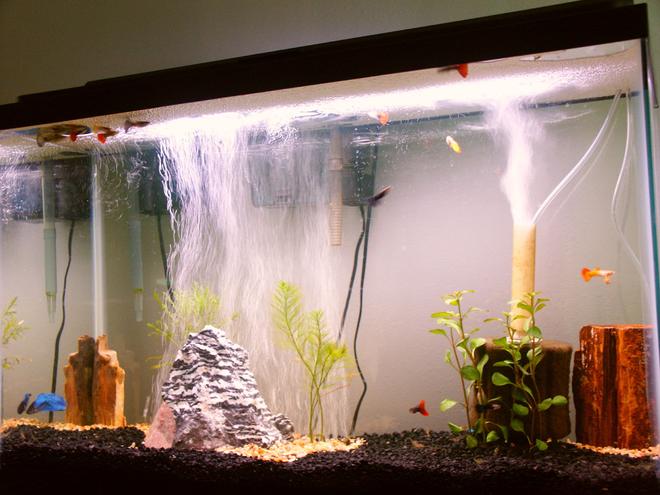 freshwater fish tank (mostly fish and non-living decorations) - This tank is 29 gallons, there are about 15 male guppies (various strains), and one (I couldn't resist) beta. This is my first tank, so please be kind :)