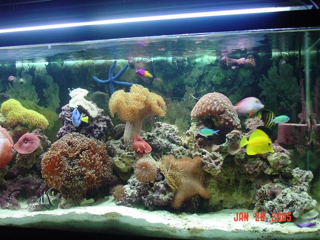 reef tank (mostly live coral and fish)