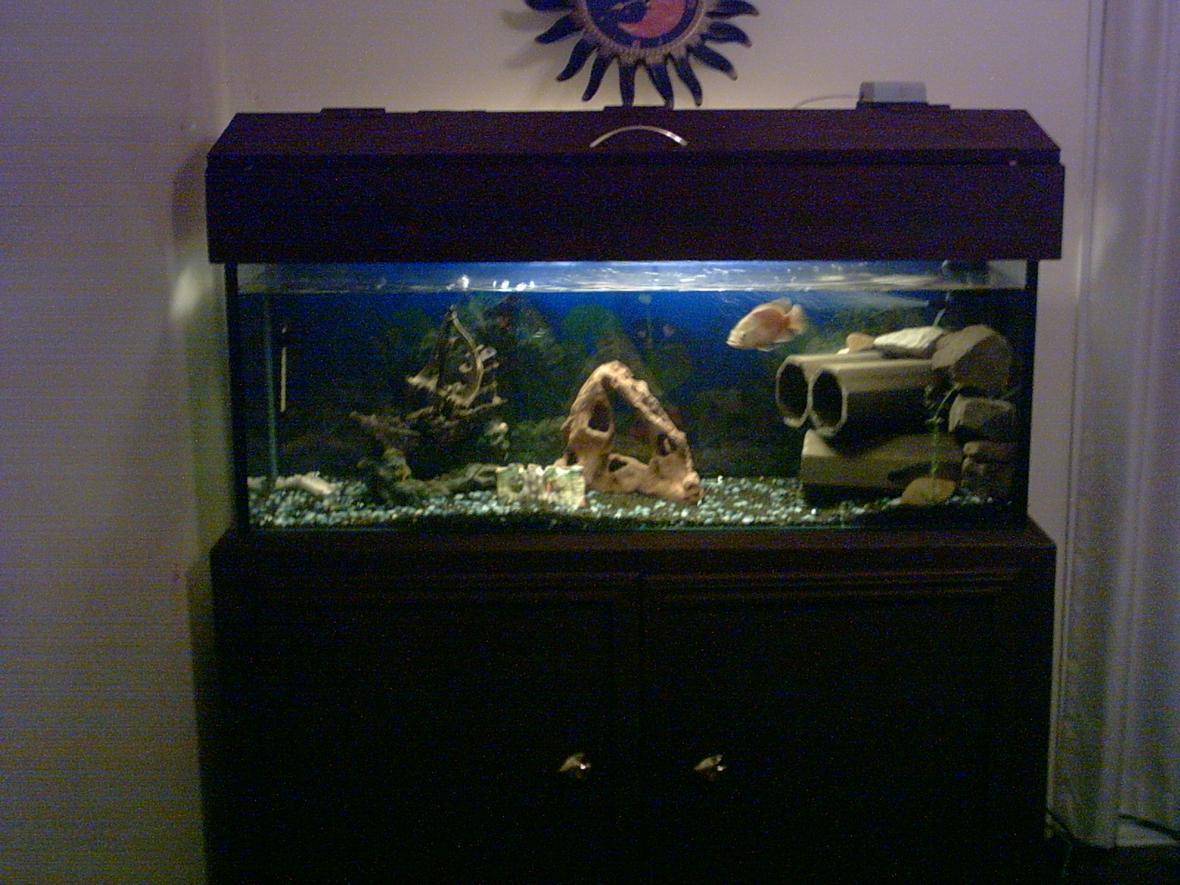 freshwater fish tank (mostly fish and non-living decorations)