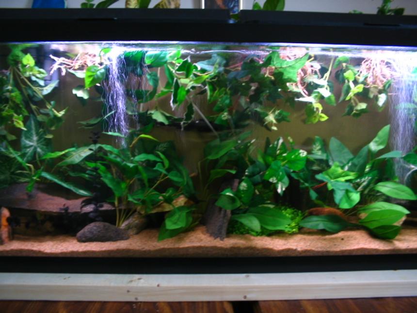 Rated #1625: 55 Gallons Freshwater Fish Tank