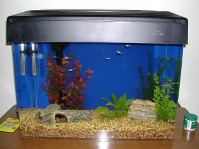 freshwater fish tank (mostly fish and non-living decorations) - sorry small tank biggy being made