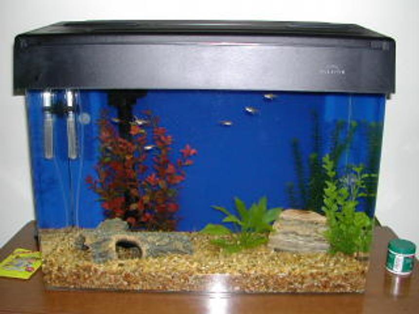 Rated #4080: Freshwater Fish Tank - sorry small tank biggy being made