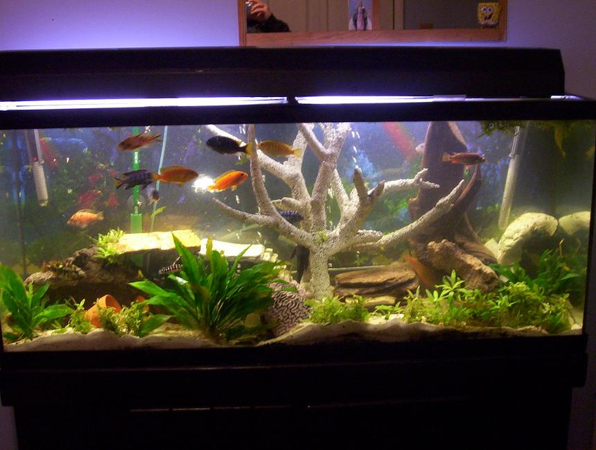 Rated #2011: Freshwater Fish Tank - 55 gallon mix cichlids tank!