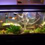 freshwater fish tank (mostly fish and non-living decorations) - 55 gallon mix cichlids tank!