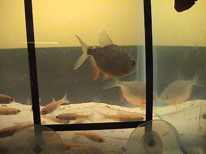 freshwater fish - pygocentrus nattereri - redbellied pirhana