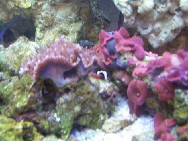 corals inverts - actinodiscus sp. - red mushroom