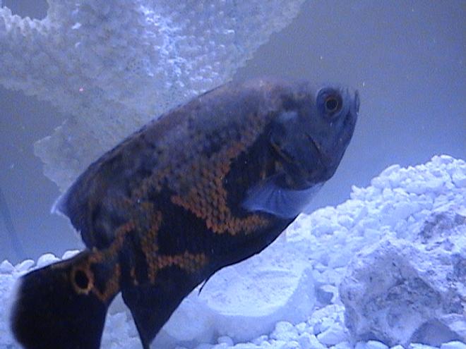 freshwater fish - astronotus ocellatus - tiger oscar
