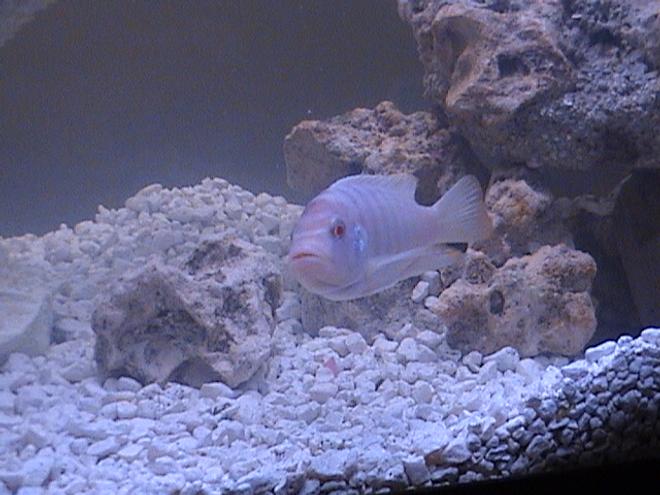 freshwater fish - snow white zebra cichlid - ?????