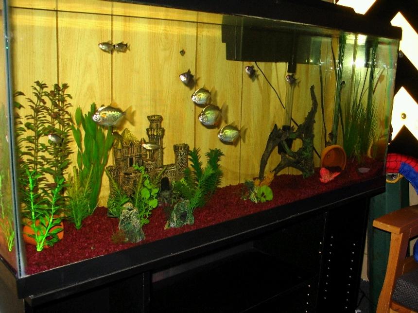 Rated #2579: Freshwater Fish Tank - 55 gallon.