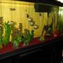 freshwater fish tank (mostly fish and non-living decorations) - 55 gallon.