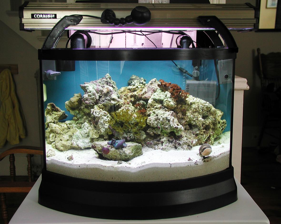 reef tank (mostly live coral and fish) - Mini Bow Reef Tank