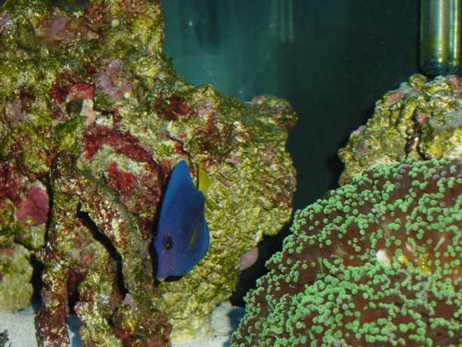 saltwater fish - zebrasoma xanthurum - purple tang - Purple Tang