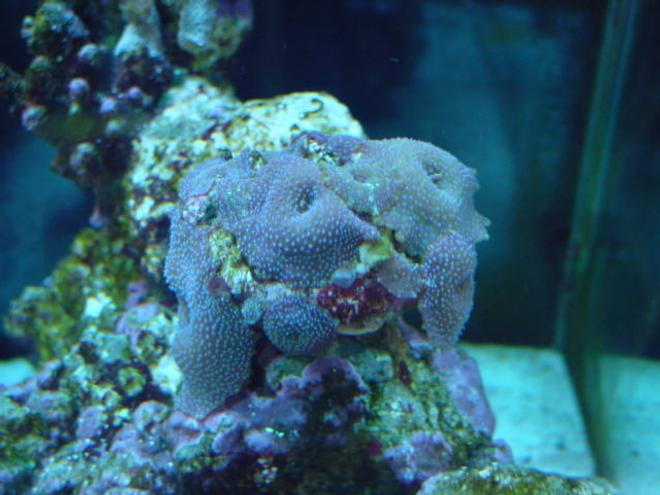 corals inverts - rhodactis indosinensis - hairy mushroom - Mushrooms