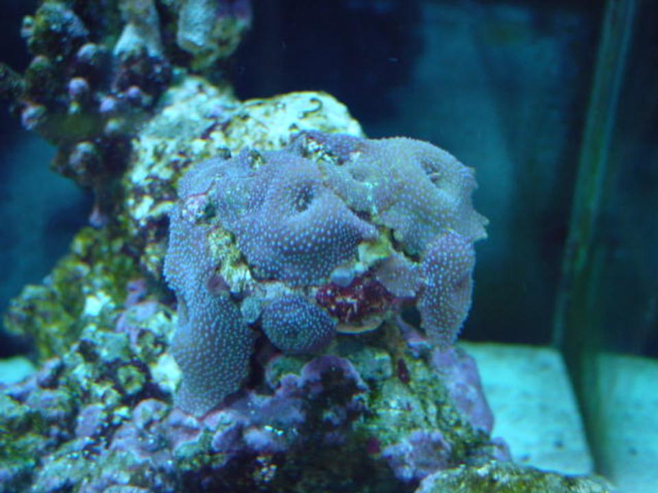 corals inverts - rhodactis indosinensis - hairy mushroom - Mushrooms