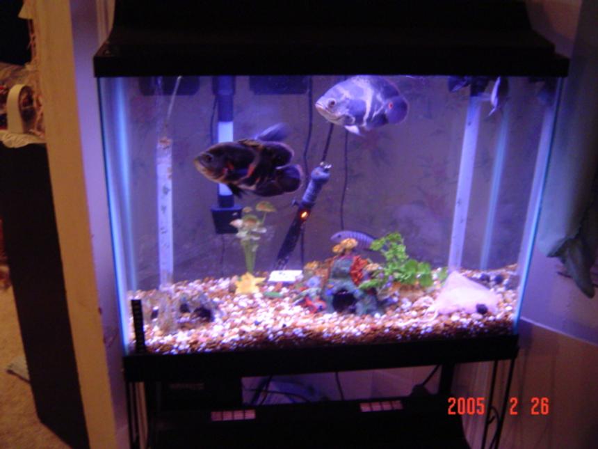 Rated #3873: Freshwater Fish Tank