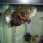 freshwater fish - astronotus ocellatus - tiger oscar