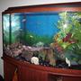46 gallons freshwater fish tank (mostly fish and non-living decorations)