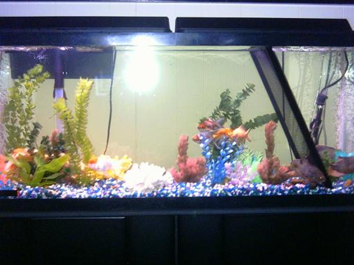 freshwater fish tank (mostly fish and non-living decorations)