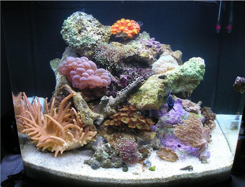 Rated #603: Reef Tank - 24 gal nano cube
(fish are hiding)