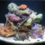 reef tank (mostly live coral and fish) - 24 gal nano cube (fish are hiding)