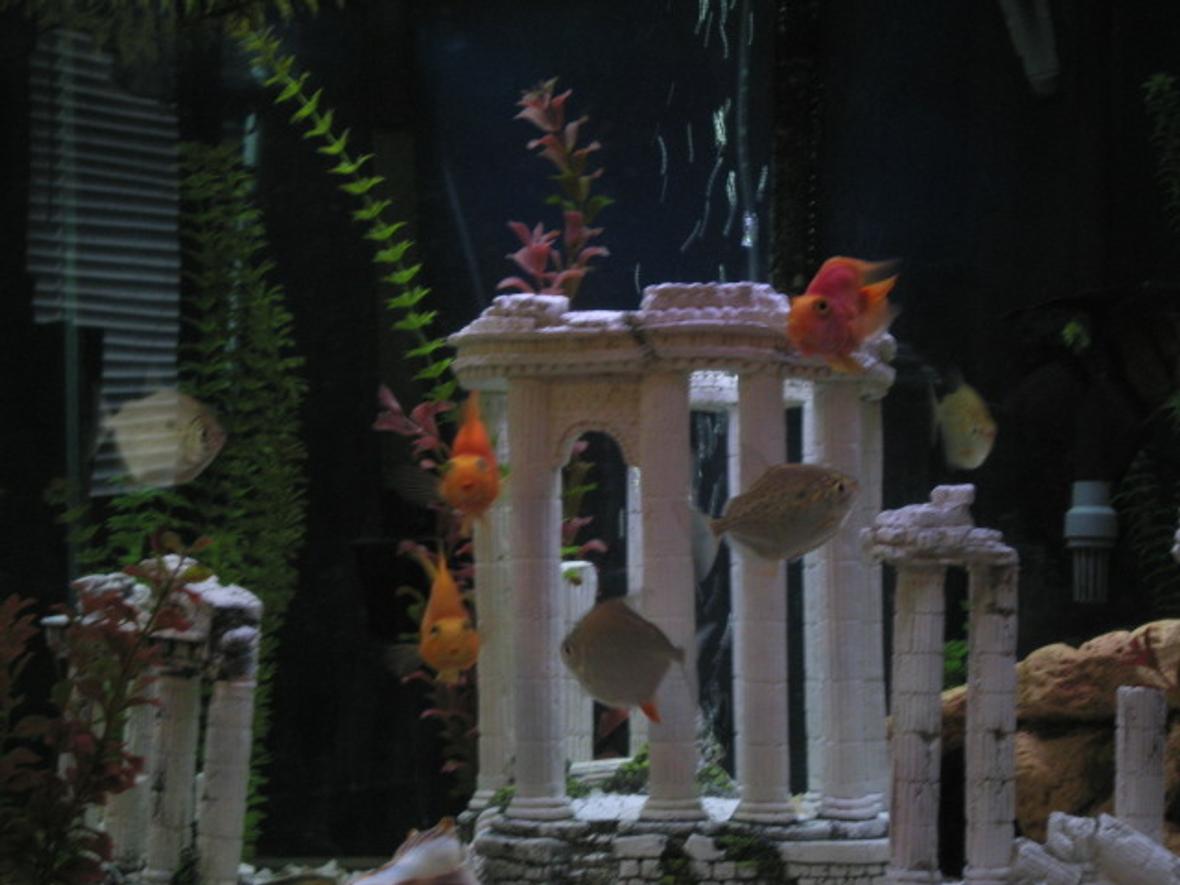 56 gallons freshwater fish tank (mostly fish and non-living decorations) - Square 56gallon using a Fluval 304 and a Magnum bio wheel. 3 Parrot fish, 4 Silver Dollars, Two Plecos, One albino Cory Cat, One Tiger Cory Cat, One Frog