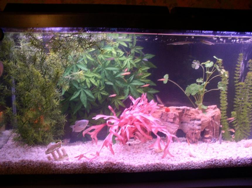 Rated #3187: 55 Gallons Freshwater Fish Tank - This is a far away photo of my freshwater 55 gallon tank, if you read my profile you will see the fish i have in it !!! hope you all like it!!!